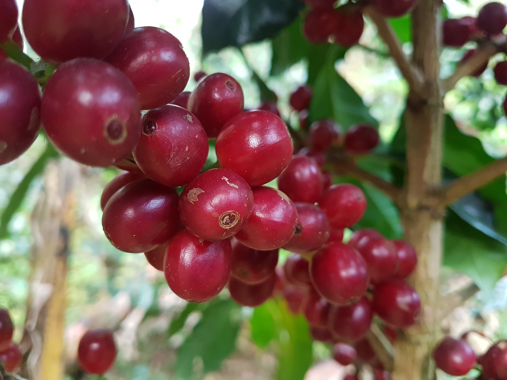 Cascara – die fruchtige Seite des Kaffees