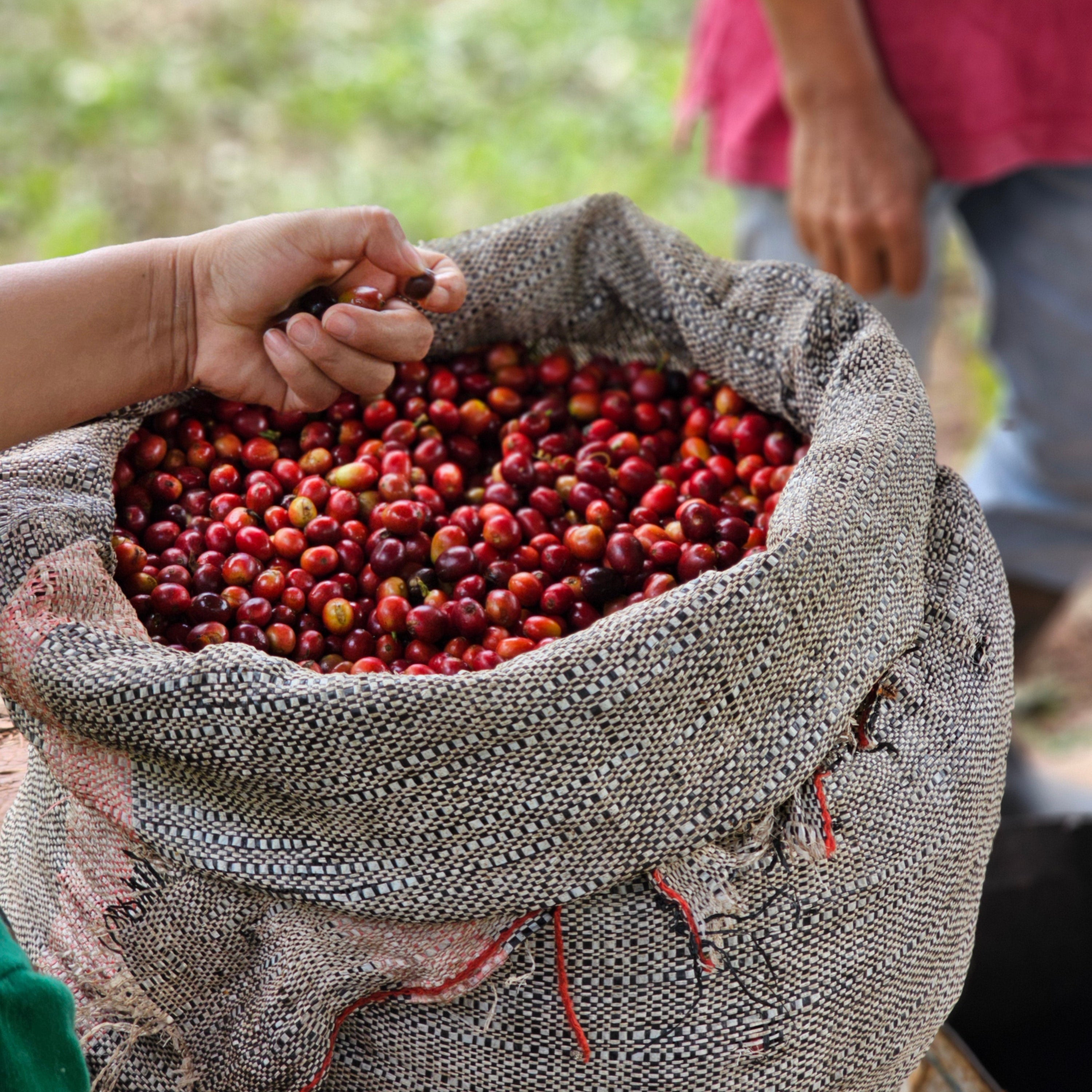 Kaffee-Kennzeichnungen erklärt: Was Bio, Direct Trade und Herkunft wirklich bedeuten